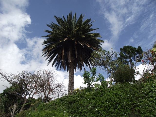 Madera   01 2011 096