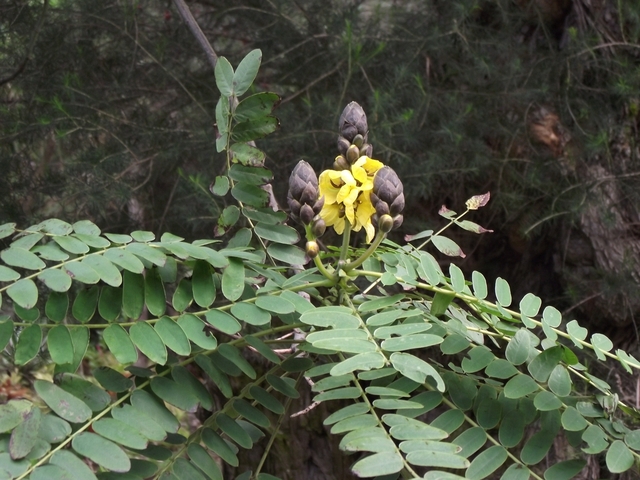 Madera   01 2011 071