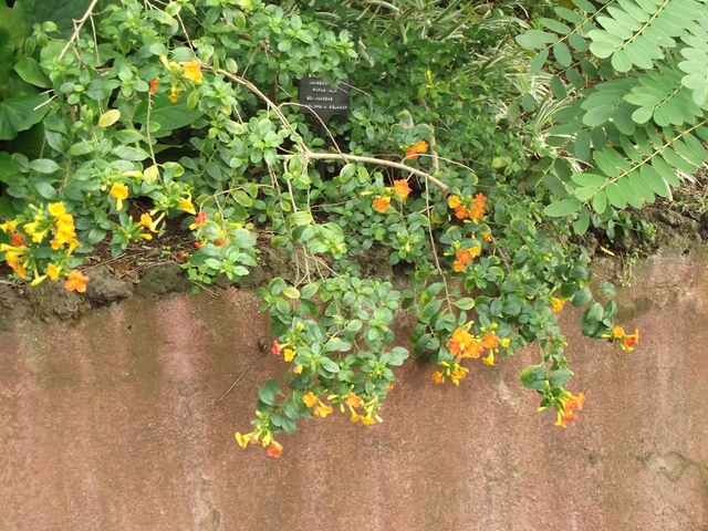 Madera   01 2011 072