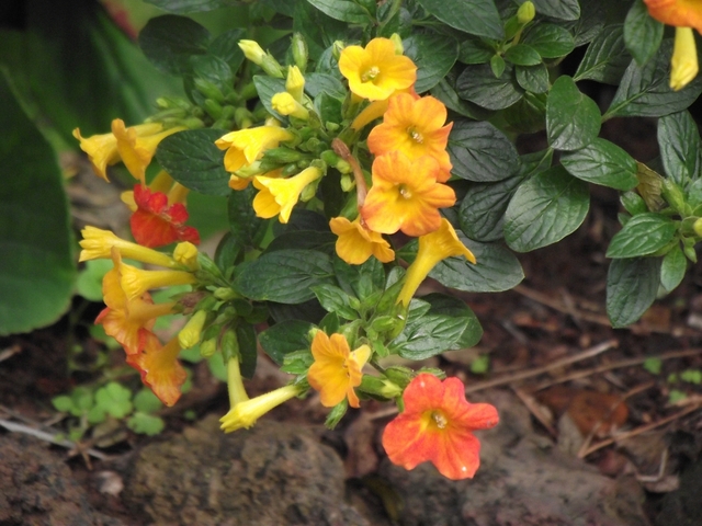 Madera   01 2011 073