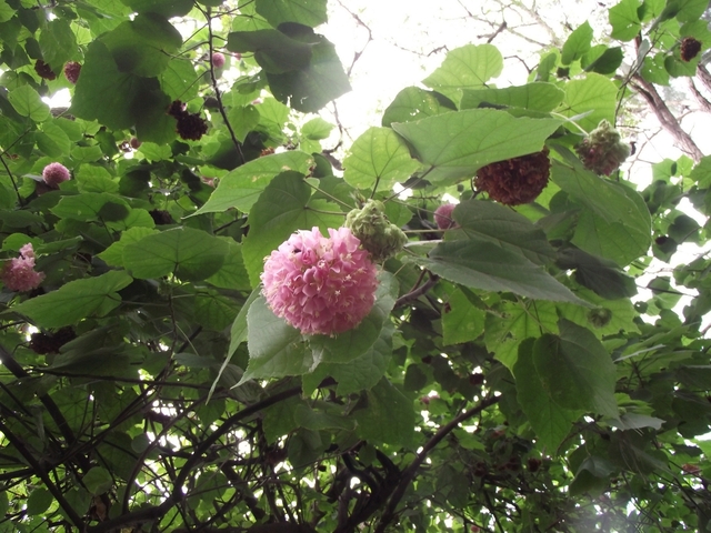 Madera   01 2011 063