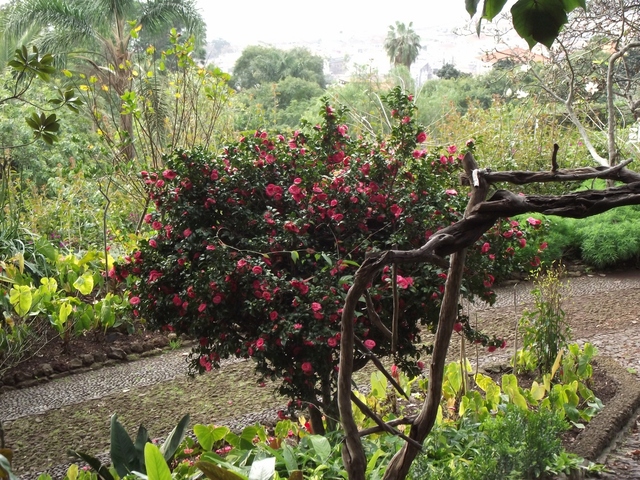 Madera   01 2011 064