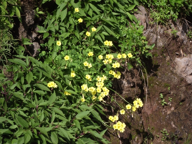 Madeira 2011 styczen 007