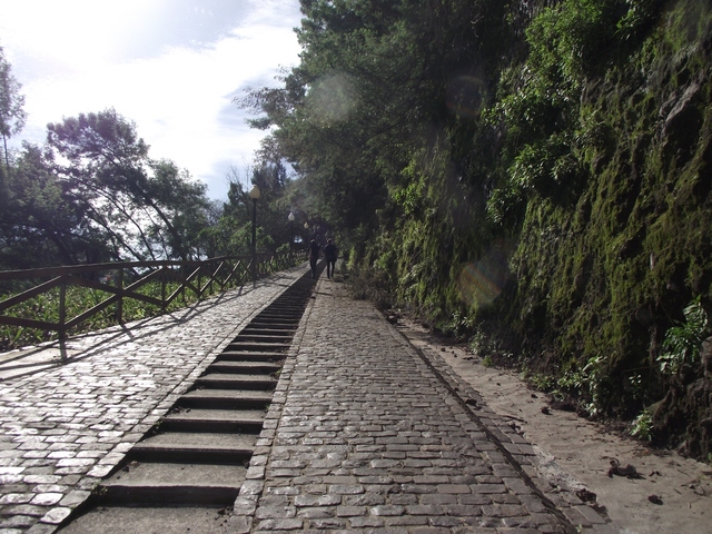 Madeira 2011 styczen 009