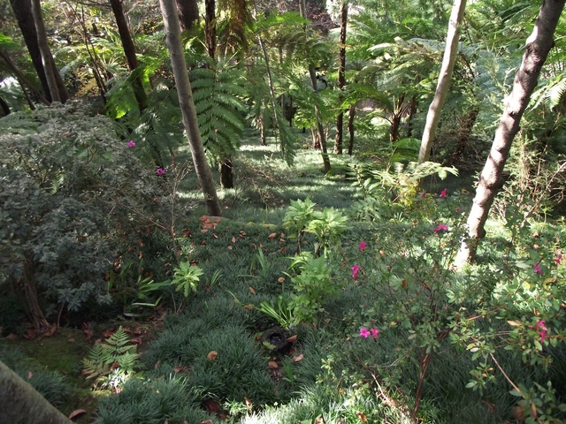 Madeira 2011 styczen 019