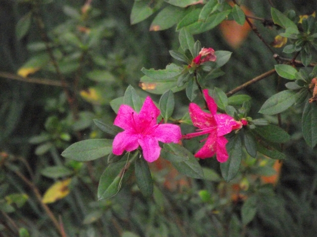 Madeira 2011 styczen 021