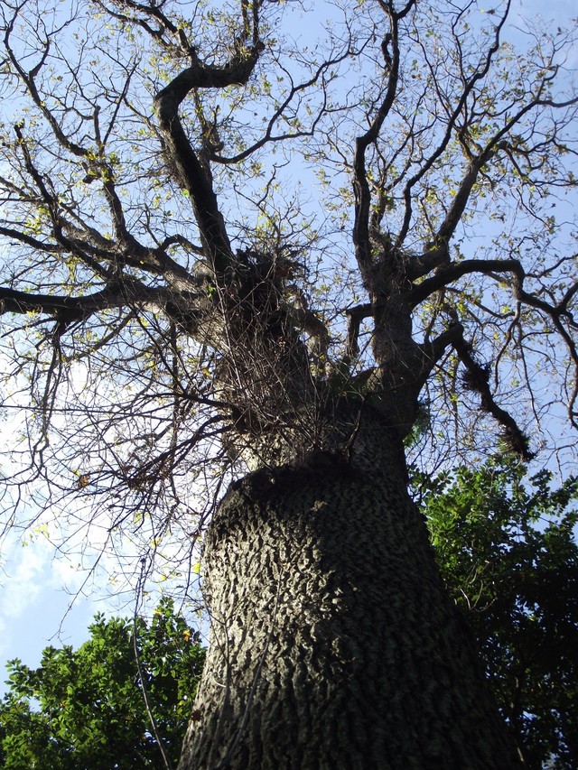 Madeira 2011 styczen 027