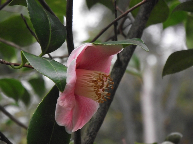 Madera   01 2011 053