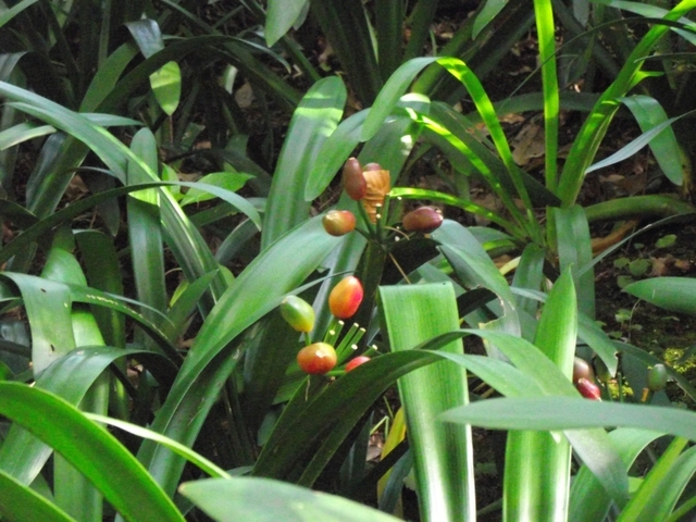 Madeira 2011 styczen 036