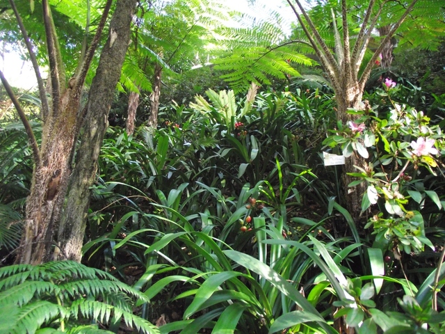 Madeira 2011 styczen 037