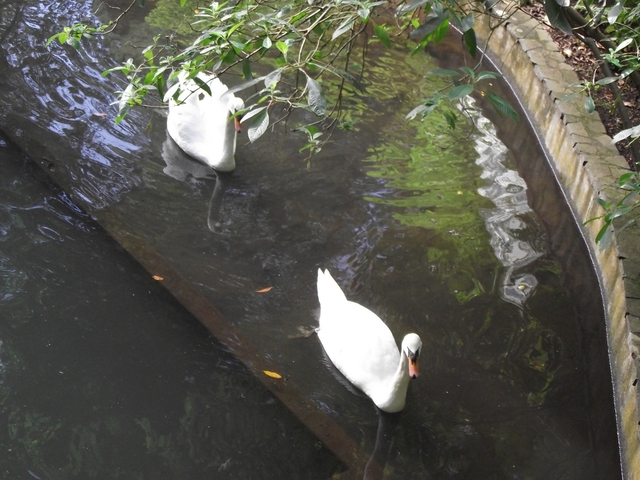 Madeira 2011 styczen 040