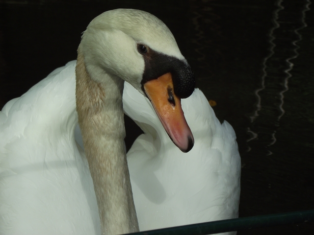 Madeira 2011 styczen 043