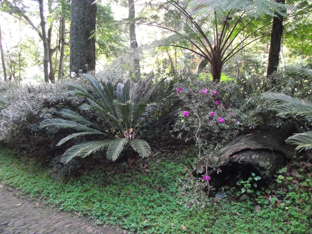 Madeira 2011 styczen 034