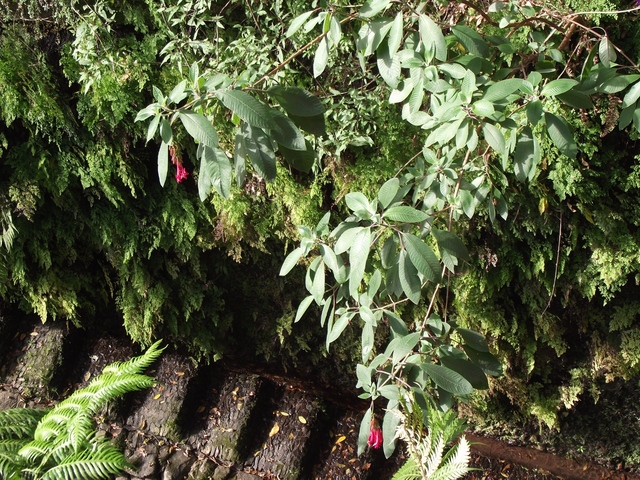 Madeira 2011 styczen 052