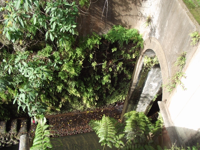 Madeira 2011 styczen 053