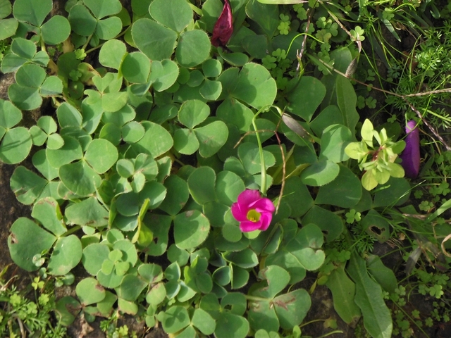 Madeira 2011 styczen 065