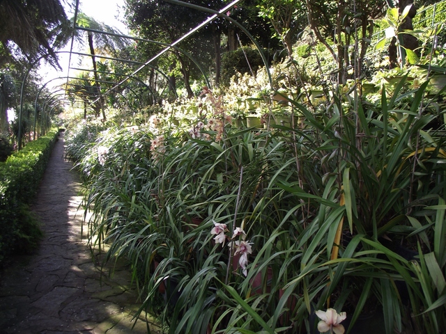 Madeira 2011 styczen 079