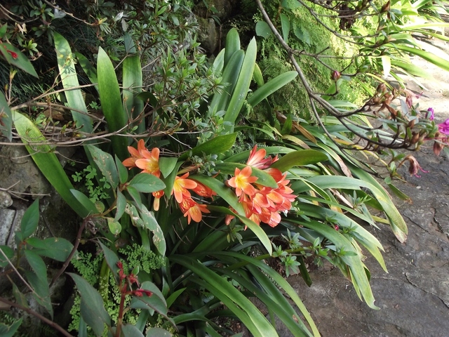 Madeira 2011 styczen 083