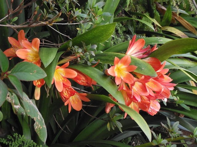 Madeira 2011 styczen 084