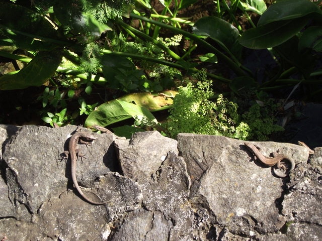 Madeira 2011 styczen 093