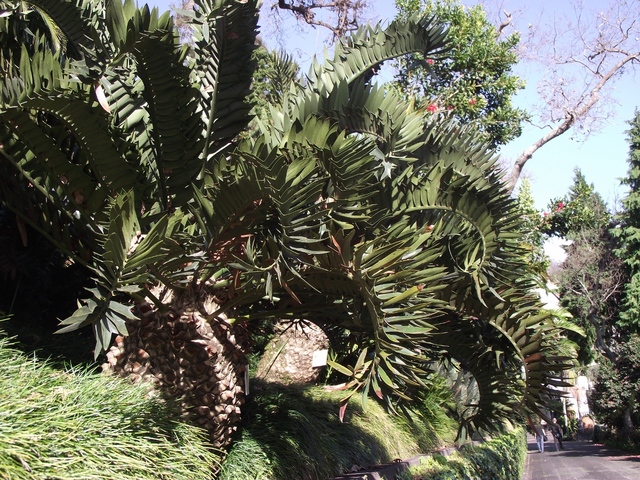 Madeira 2011 styczen 103