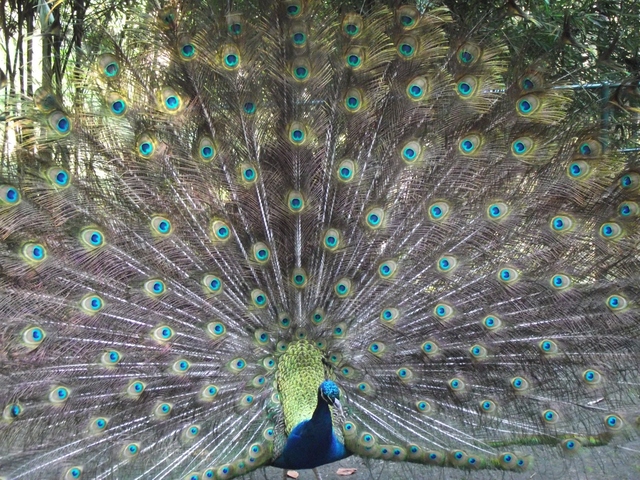 Madeira 2011 styczen 114