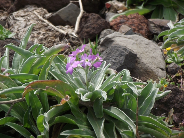 Madeira 2011 styczen 437