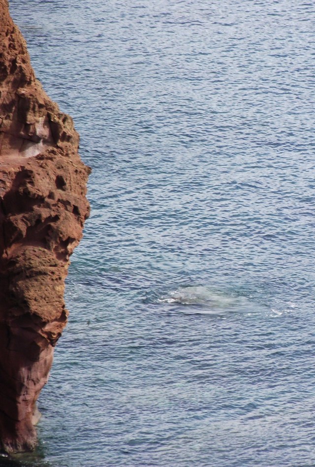 Madeira 2011 styczen 439