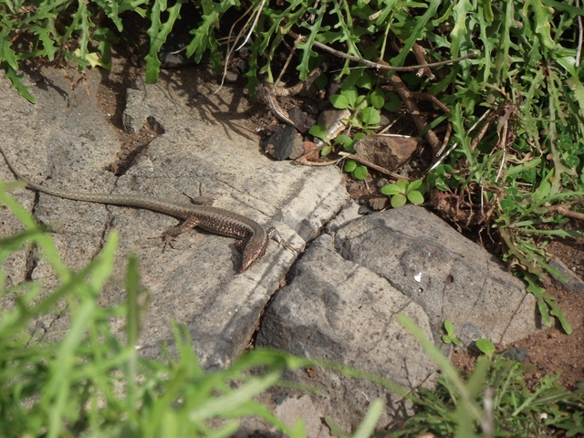 Madeira 2011 styczen 442