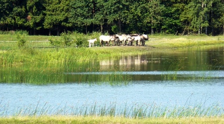 Zwierzyniec koniki polskie – Polska