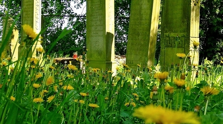 Szaleniec – żuławy wiślane, Polska