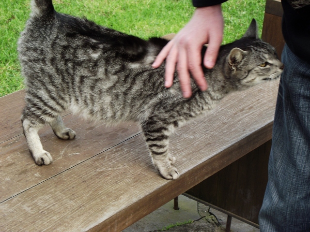 Madeira 2011 styczen 478