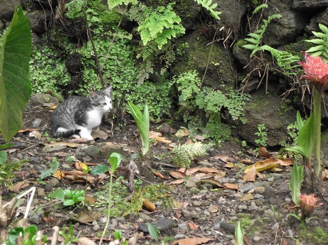 Madeira 2011 styczen 499