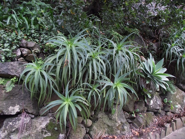 Madeira 2011 styczen 514