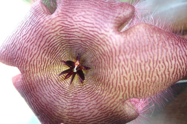 Stapelia dla Hoppera