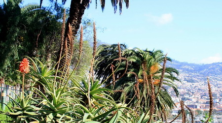 Palmy i aloesy – Funchal, Portugalia