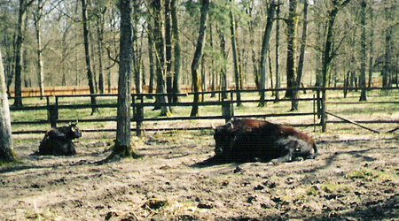 Białowieża (2) – Polska
