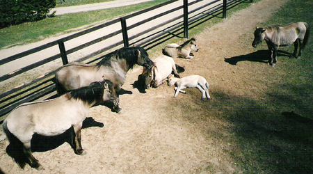 Białowieża (2) – Polska