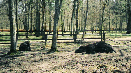 Białowieża (2) – Polska