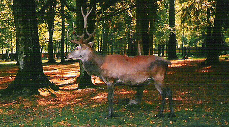 Białowieża (2) – Polska