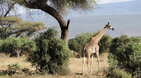 Żyrafa w Amboseli – Kenia