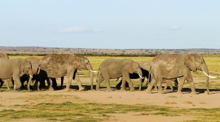 Stado słoni – Amboseli, Kenia