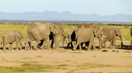 Stado słoni – Amboseli, Kenia
