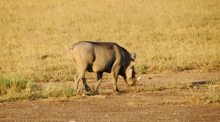 Guziec – Amboseli, Kenia