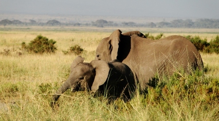 Z mamą – Amboseli, Kenia