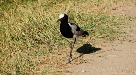 Ptaszek – Amboseli, Kenia