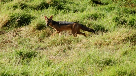 Szakal – Amboseli, Kenia