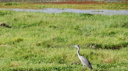 Czapla siwa – Amboseli, Kenia