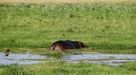Hipcia kawałek – Amboseli, Kenia