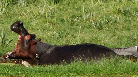 Nudno? – Amboseli, Kenia